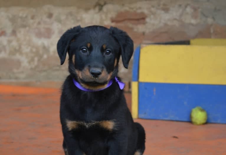 Tonks, a Beauceron tested with EmbarkVet.com