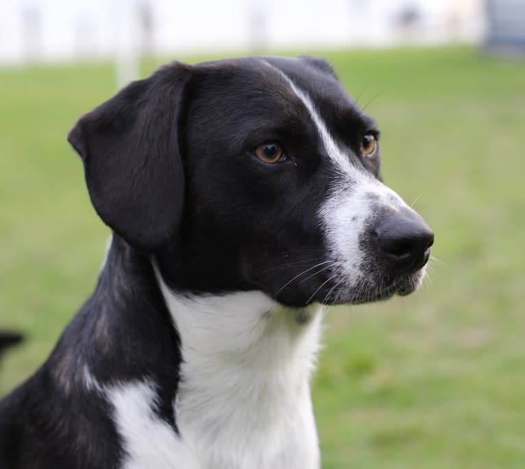 Emma, an American Pit Bull Terrier and Alaskan Malamute mix tested with EmbarkVet.com