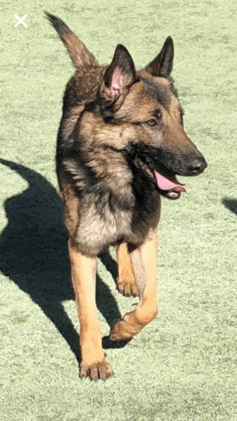 Munch, a German Shepherd Dog and Belgian Malinois mix tested with EmbarkVet.com