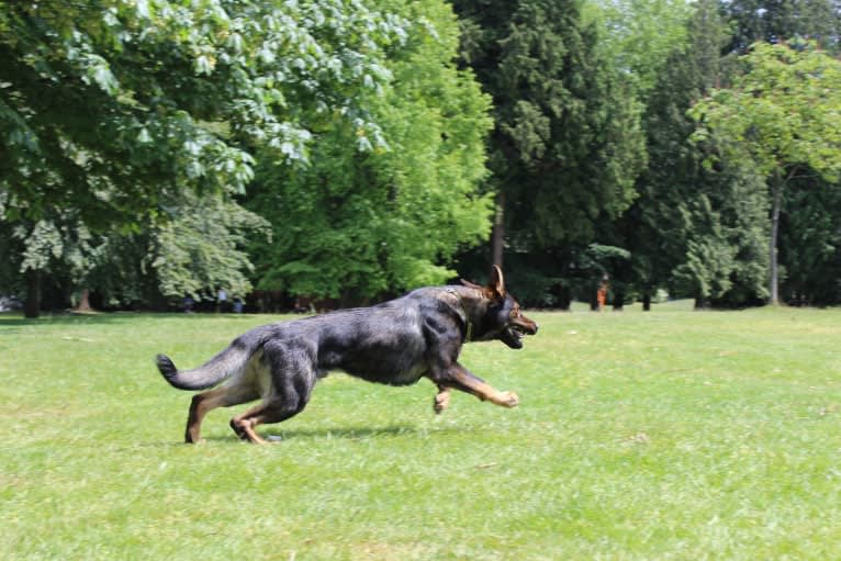 Zeek, a German Shepherd Dog tested with EmbarkVet.com