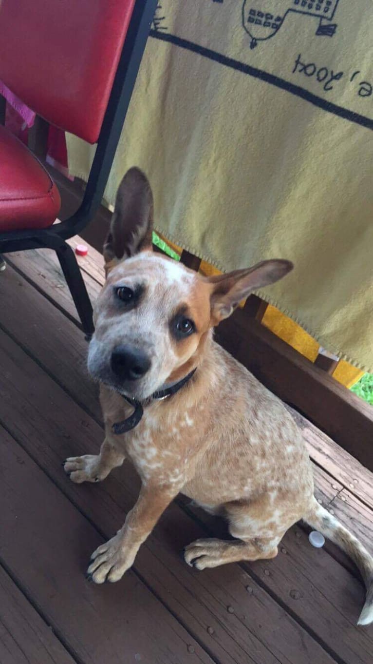 Frost, an Australian Cattle Dog tested with EmbarkVet.com