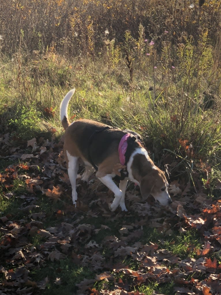 Celia, an American Foxhound tested with EmbarkVet.com