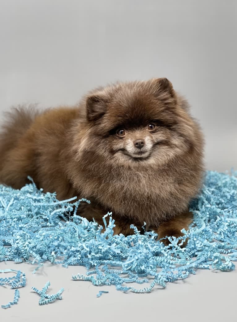 Egypt, a Pomeranian tested with EmbarkVet.com