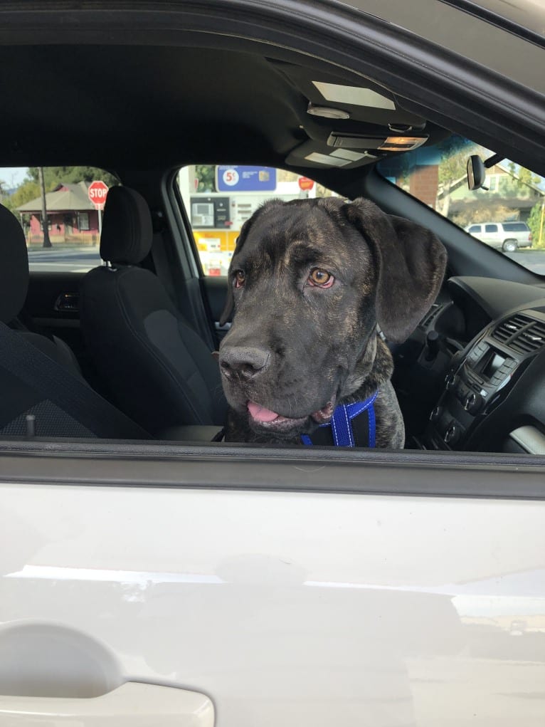 Artie, a Cane Corso tested with EmbarkVet.com