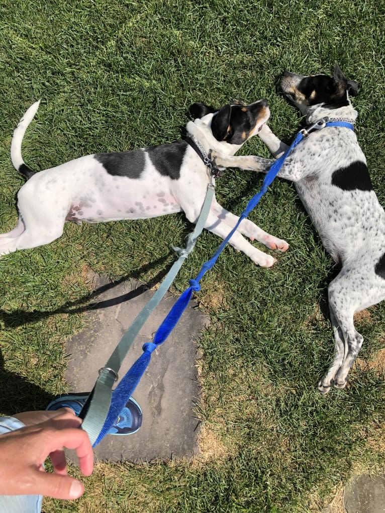 Milo, an American Pit Bull Terrier and Australian Cattle Dog mix tested with EmbarkVet.com