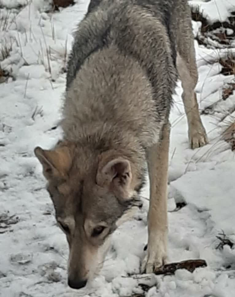 Ishtar (Estrella v.d. Scheldeschorre), a Saarloos Wolfdog tested with EmbarkVet.com