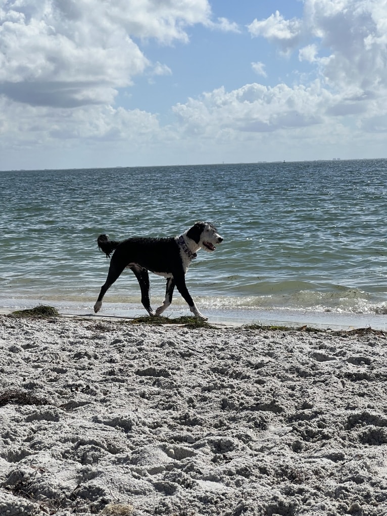 Steinway Grand, a Sheepadoodle tested with EmbarkVet.com