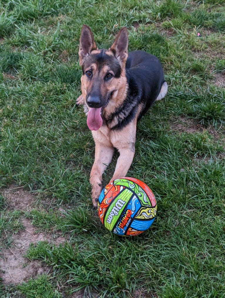Zero, a German Shepherd Dog tested with EmbarkVet.com