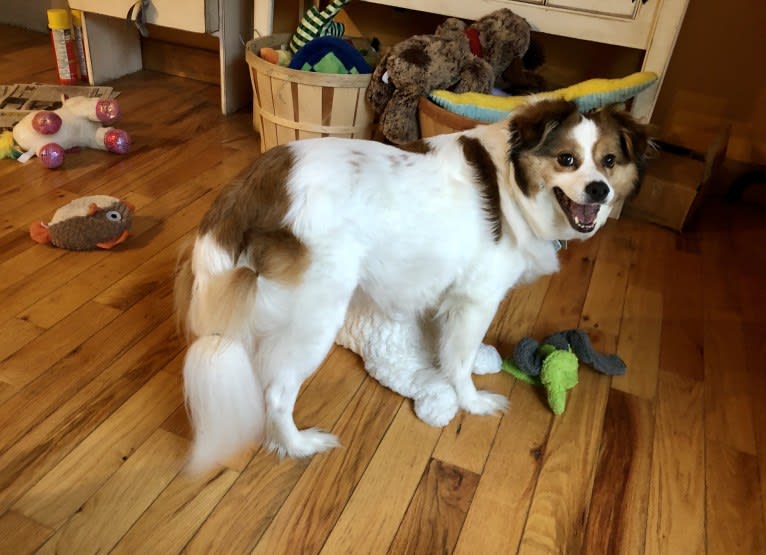 Cooper, an Australian Cattle Dog and Shih Tzu mix tested with EmbarkVet.com