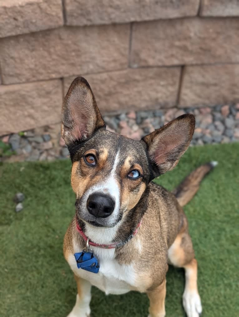 Nellie, a Doberman Pinscher and Siberian Husky mix tested with EmbarkVet.com