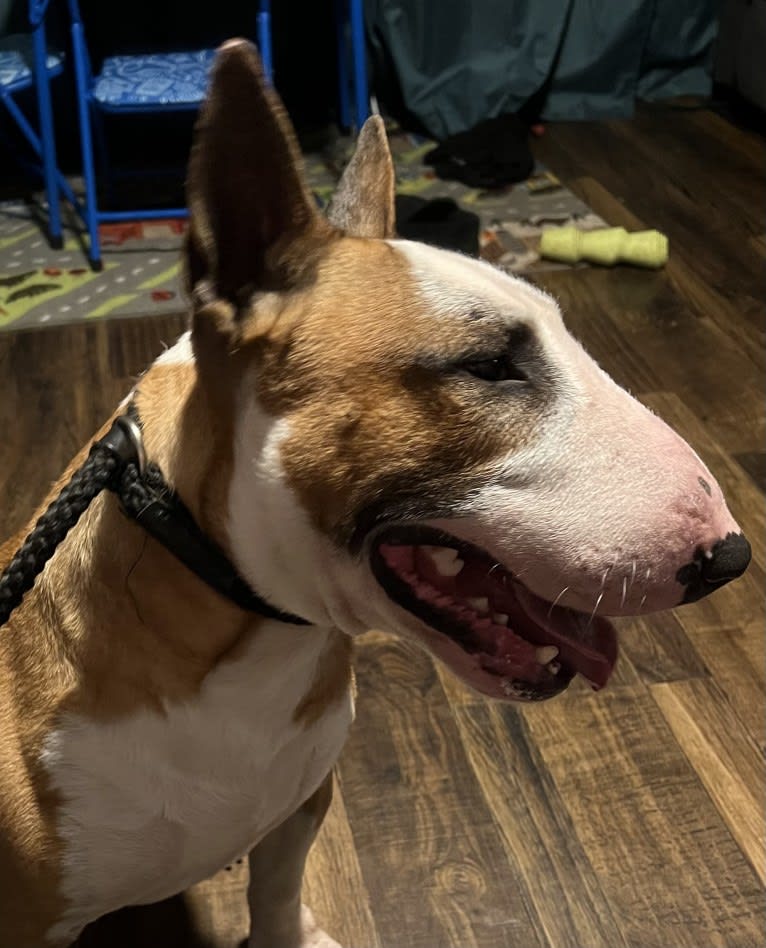 Julius Caesar, a Bull Terrier tested with EmbarkVet.com