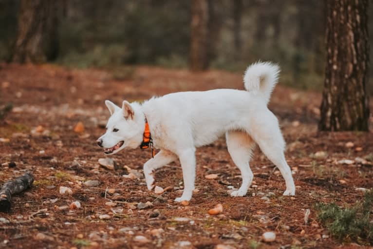 Nuru, a Japanese or Korean Village Dog and Jindo mix tested with EmbarkVet.com