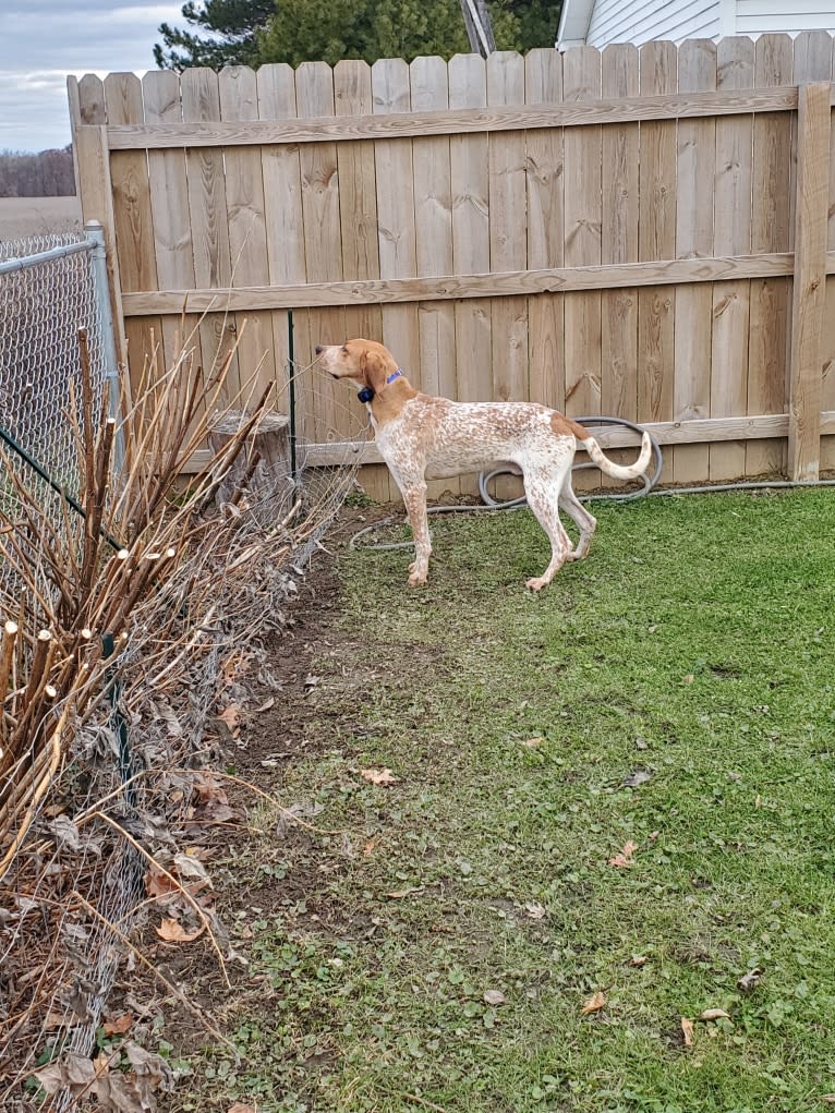 Hank, an American English Coonhound tested with EmbarkVet.com