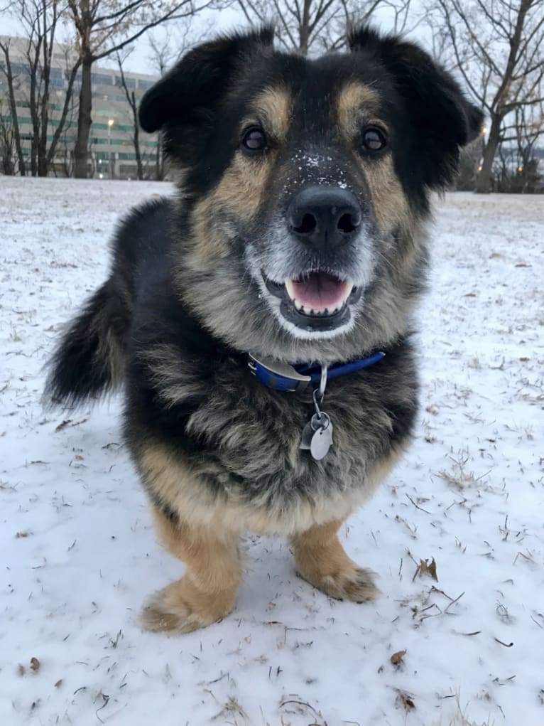 Simba, a German Shepherd Dog and Labrador Retriever mix tested with EmbarkVet.com