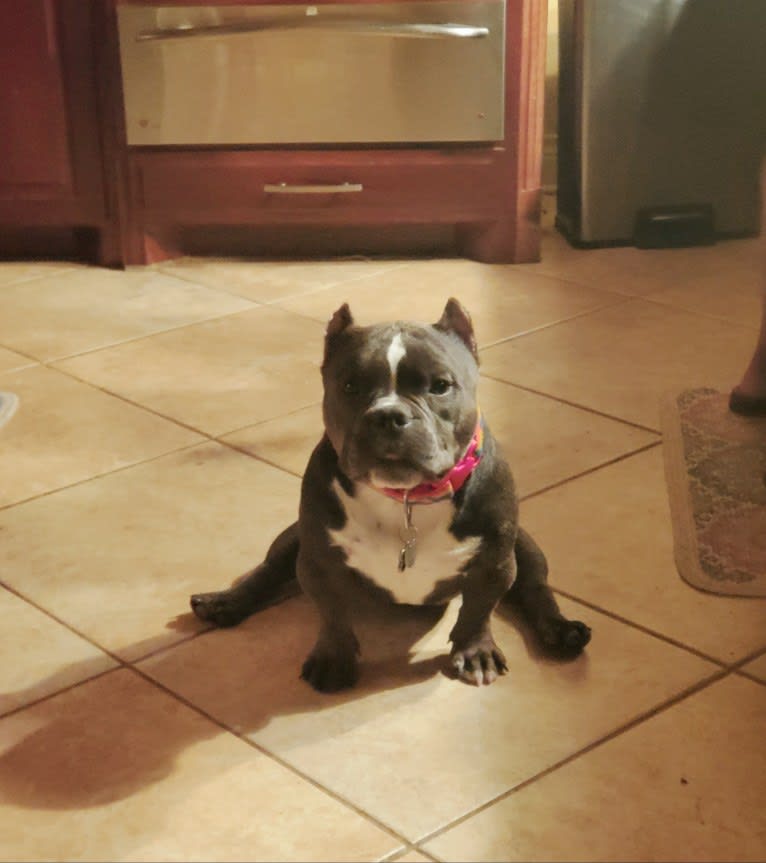 Lucas, an American Bully tested with EmbarkVet.com