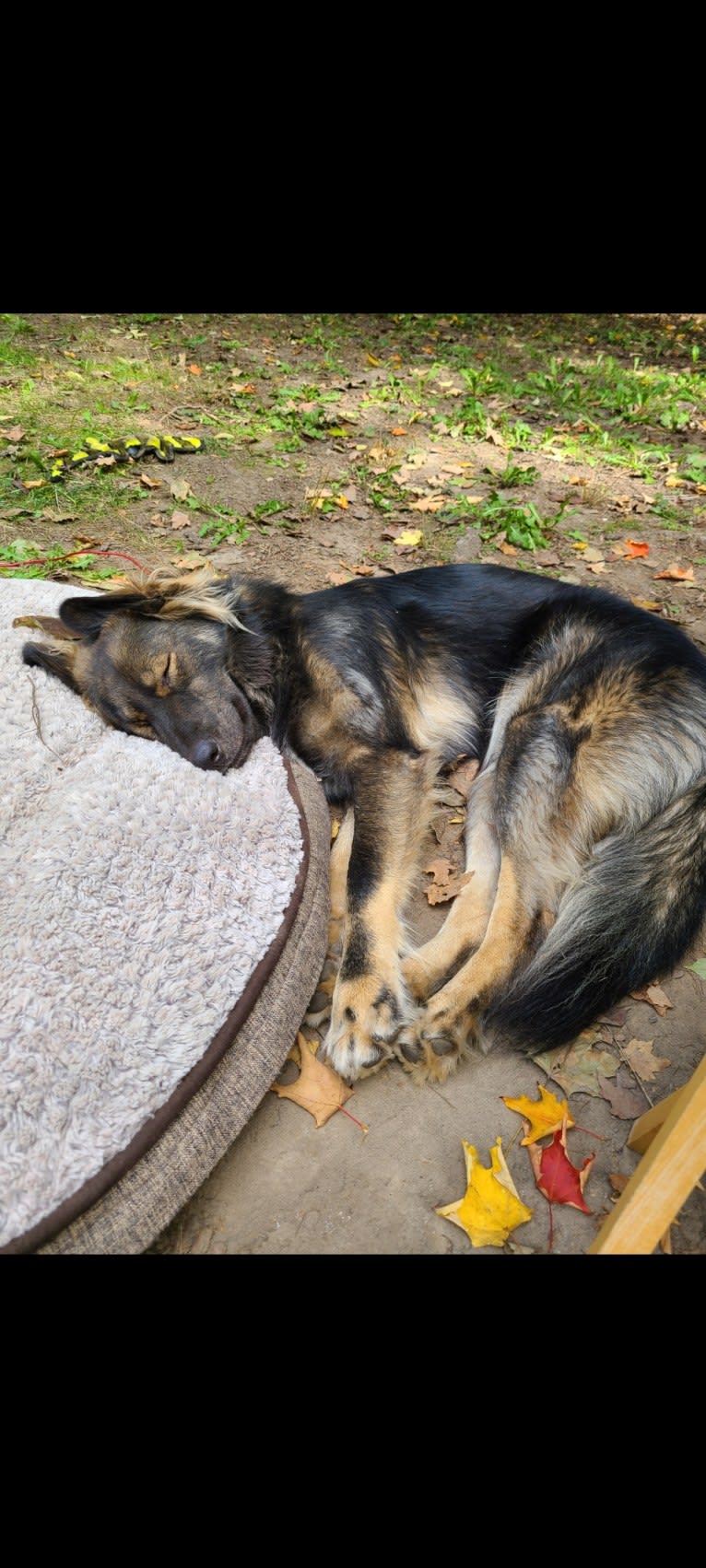 Oakley, an Alaskan Malamute and German Shepherd Dog mix tested with EmbarkVet.com