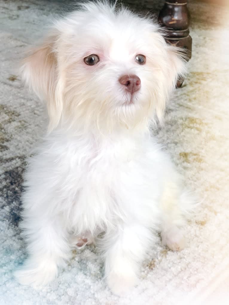 Caitlin Jr., a Havanese and Bichon Frise mix tested with EmbarkVet.com