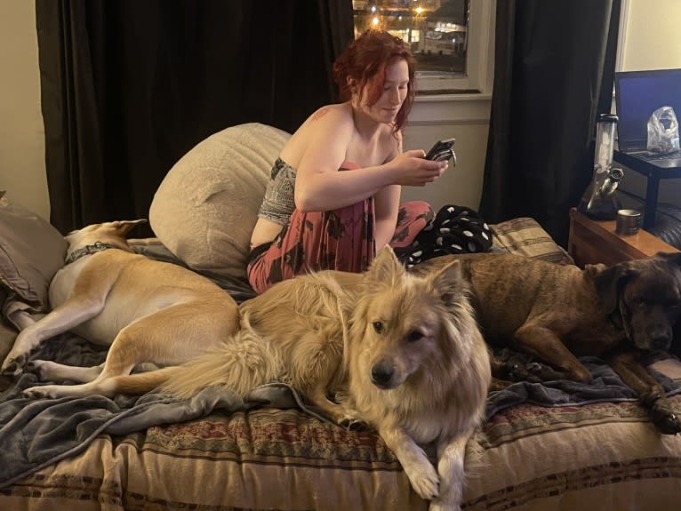 Teddy Bear, an Alaskan Malamute and Australian Shepherd mix tested with EmbarkVet.com