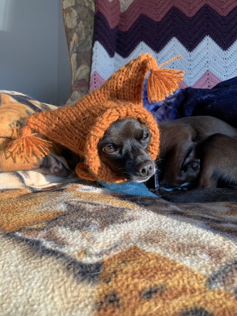 Doobie, a Chihuahua and Dachshund mix tested with EmbarkVet.com