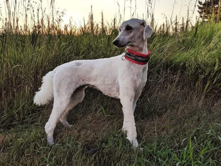 Harper, a Poodle (Standard) tested with EmbarkVet.com