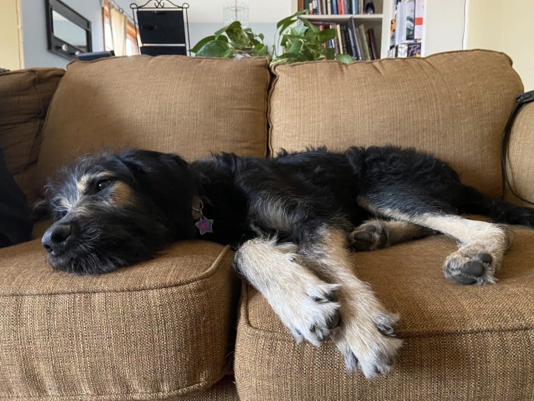 Luna, a Poodle (Standard) and Labrador Retriever mix tested with EmbarkVet.com