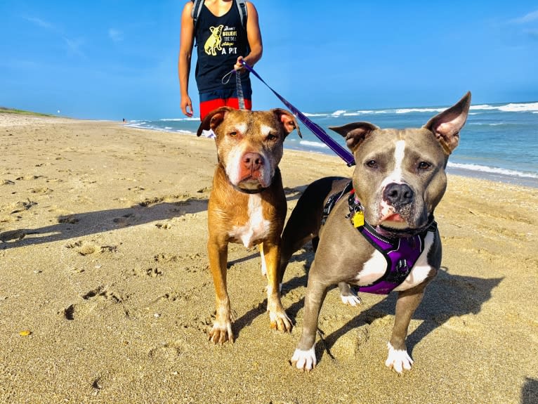 Ariel, an American Bully tested with EmbarkVet.com