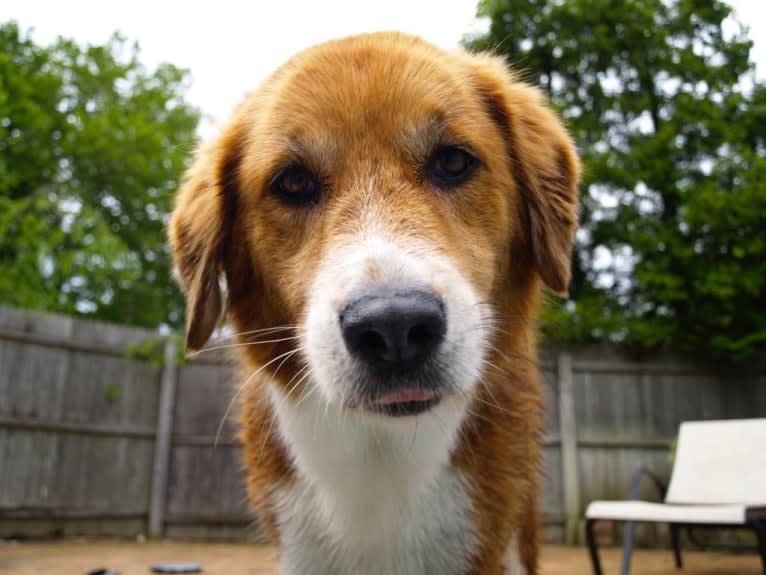 Bentley, a Chow Chow and Labrador Retriever mix tested with EmbarkVet.com