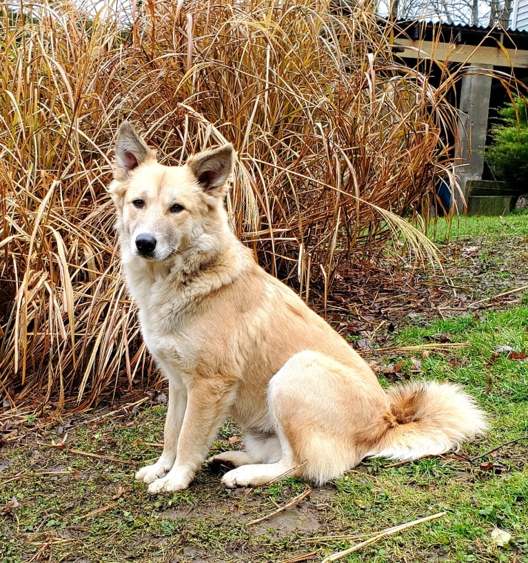 Nelson, an Arabian Village Dog tested with EmbarkVet.com