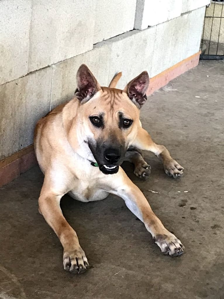 FREEDOM, a Phu Quoc Ridgeback tested with EmbarkVet.com