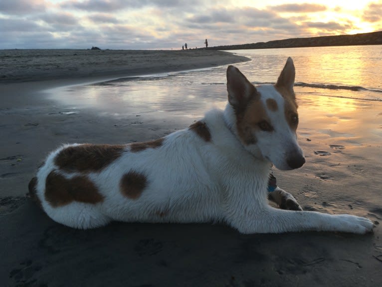 Amos, an Australian Cattle Dog and Schipperke mix tested with EmbarkVet.com