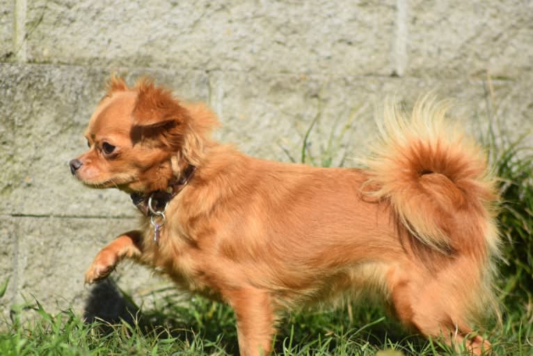 Lidiya, a Chihuahua tested with EmbarkVet.com