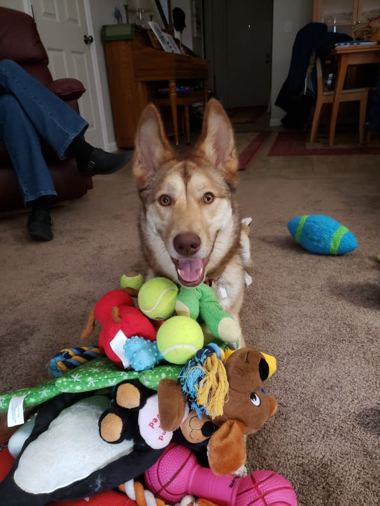 Reba, a Siberian Husky and German Shepherd Dog mix tested with EmbarkVet.com