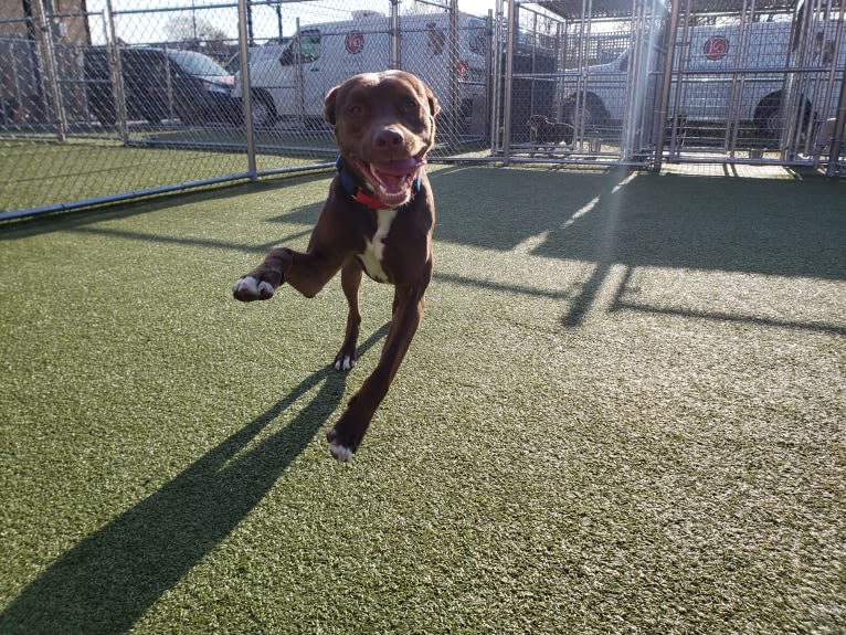 Fudge, an Australian Shepherd and American Pit Bull Terrier mix tested with EmbarkVet.com