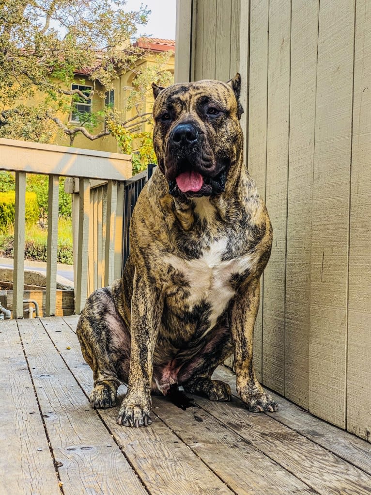 Koa, a Perro de Presa Canario tested with EmbarkVet.com