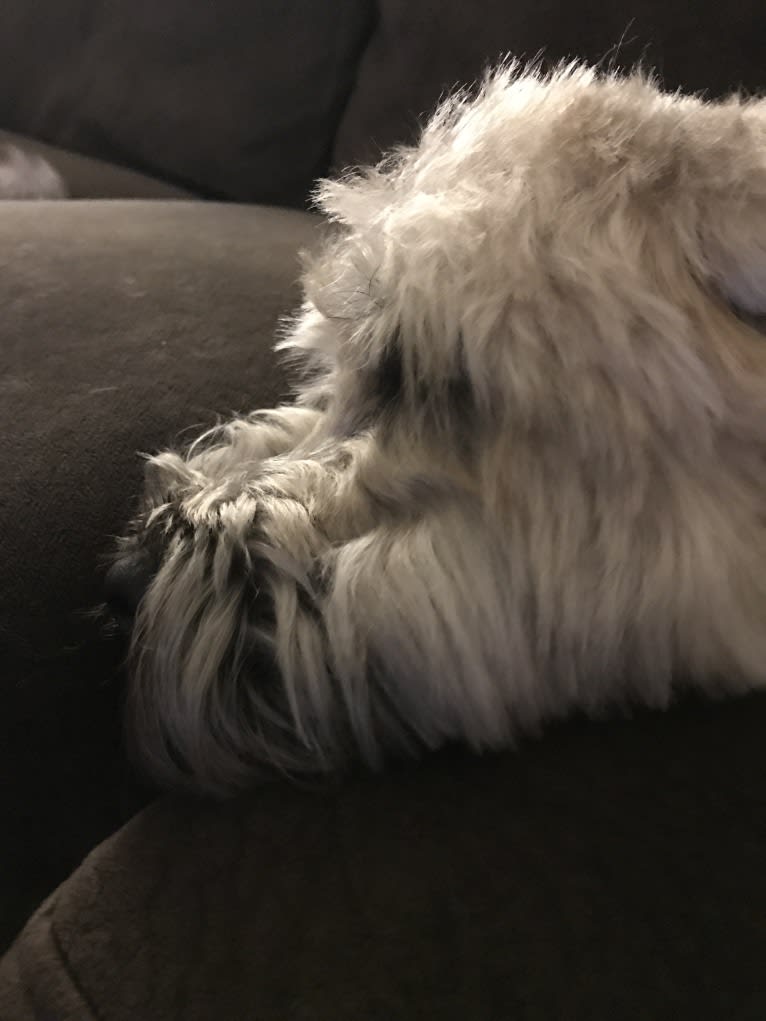 Moose, a Soft Coated Wheaten Terrier tested with EmbarkVet.com