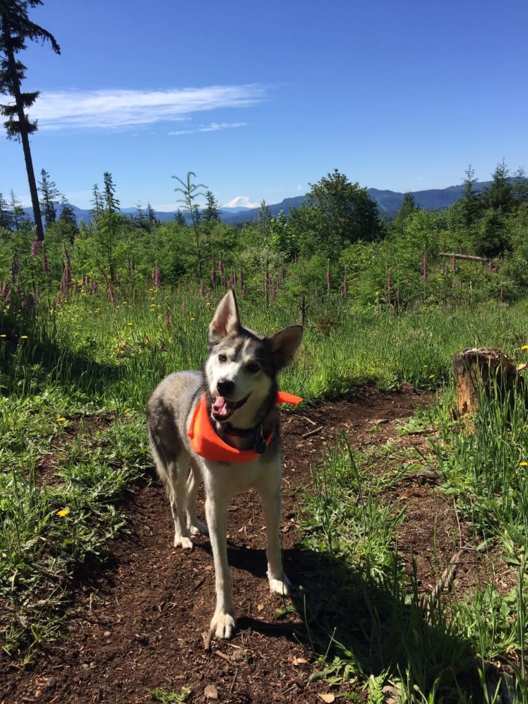 Jack Daniels, an Alaskan-type Husky tested with EmbarkVet.com