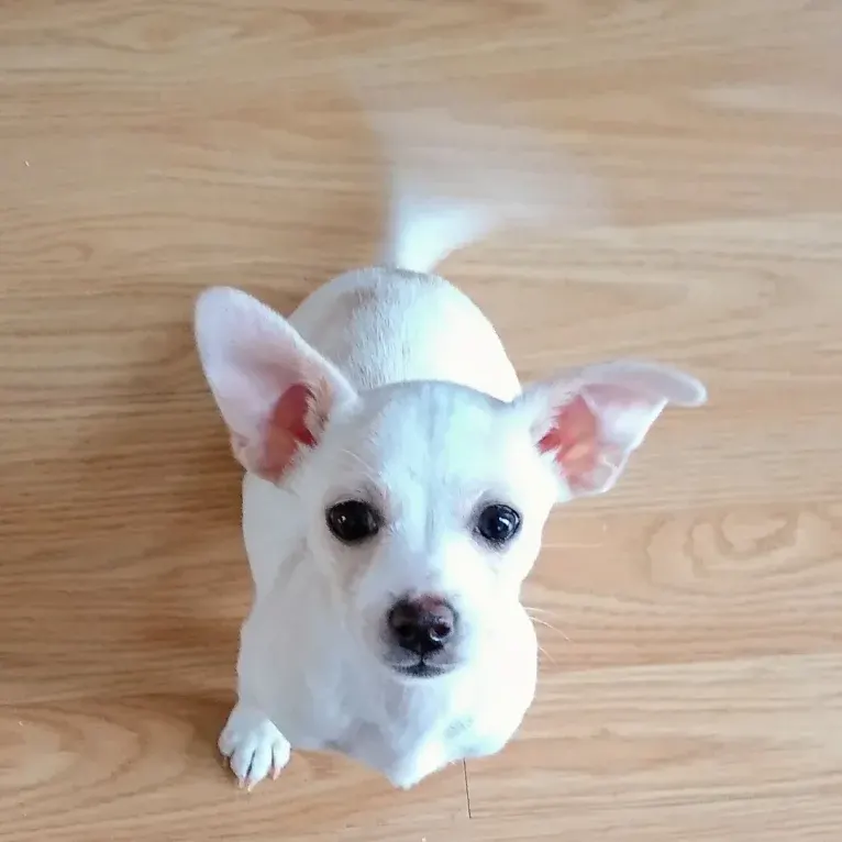 Kaiju, a Chihuahua and Poodle (Small) mix tested with EmbarkVet.com