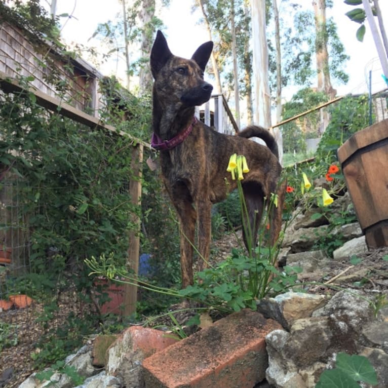 Blixa, a Formosan Mountain Dog tested with EmbarkVet.com