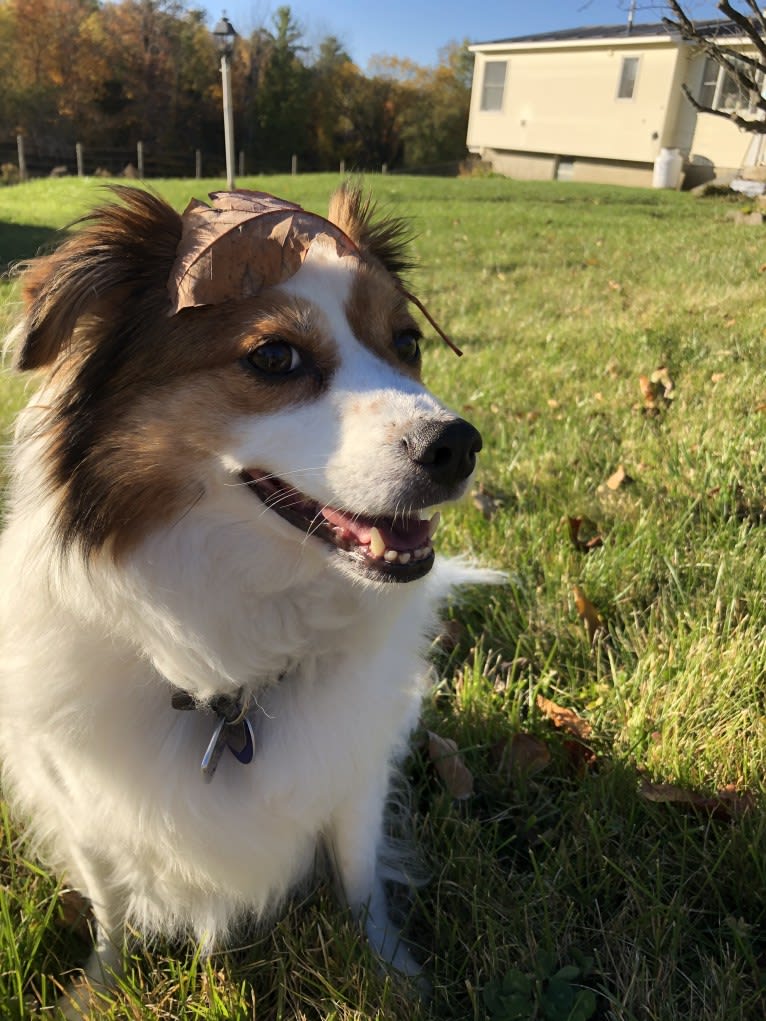 Cooper, an Australian Cattle Dog and Shih Tzu mix tested with EmbarkVet.com