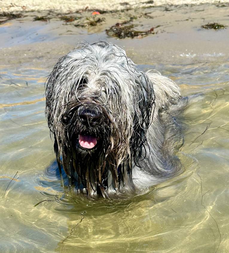 Teijo, a Skye Terrier tested with EmbarkVet.com