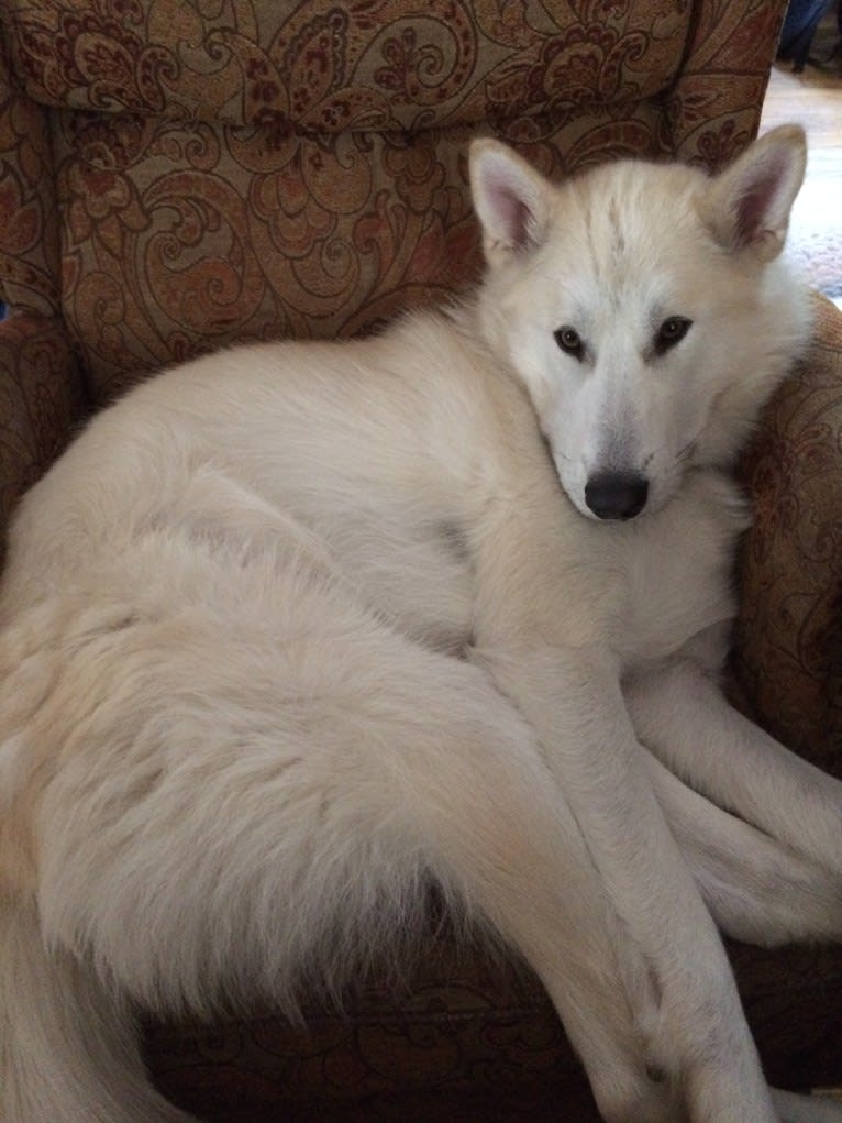 Hunter, an Alaskan Malamute and Greenland Dog mix tested with EmbarkVet.com