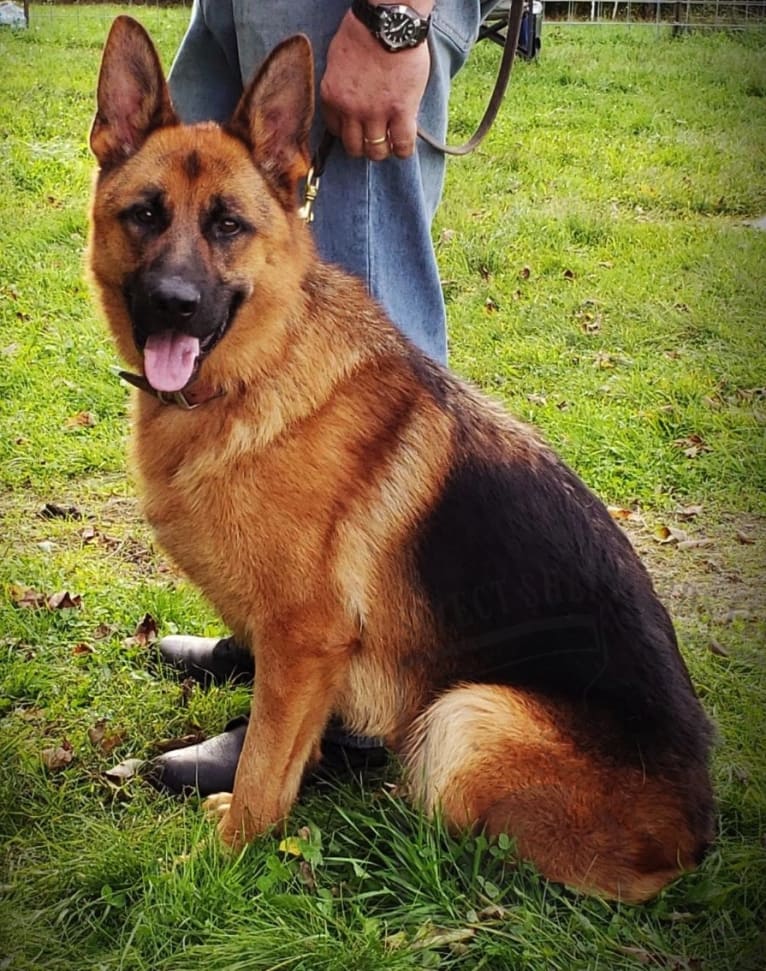 Parcour, a German Shepherd Dog tested with EmbarkVet.com