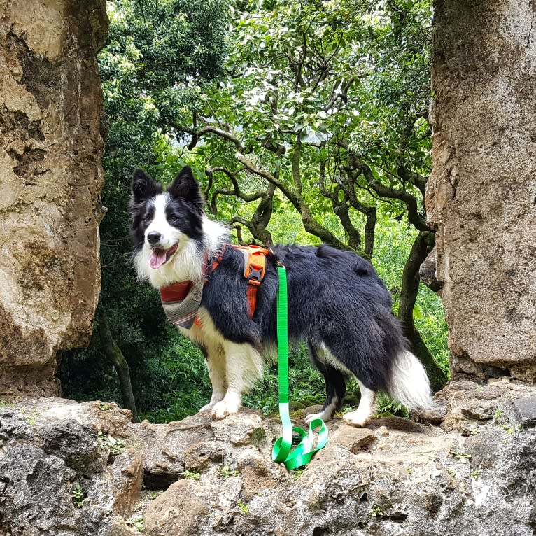 Kida, a Border Collie tested with EmbarkVet.com