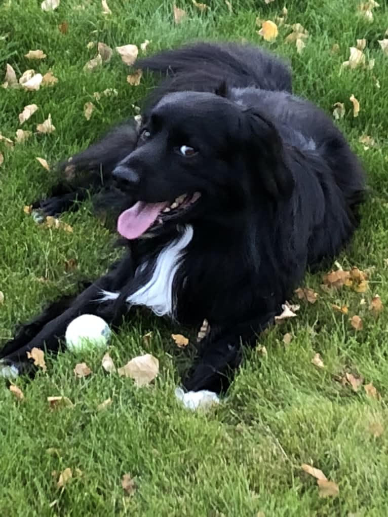 Beauregard, a Cocker Spaniel and Mountain Cur mix tested with EmbarkVet.com