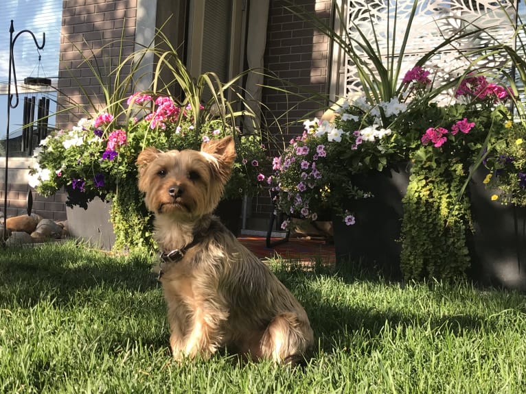 Remington, a Silky Terrier tested with EmbarkVet.com