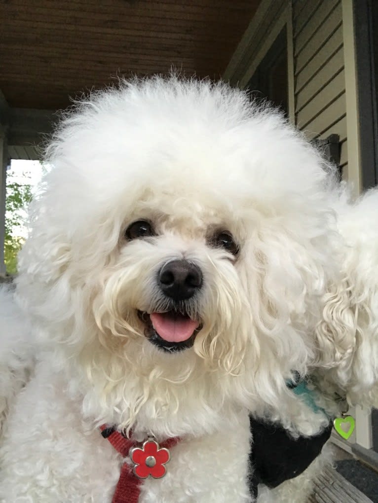 Georgia Caroline, a Bichon Frise tested with EmbarkVet.com