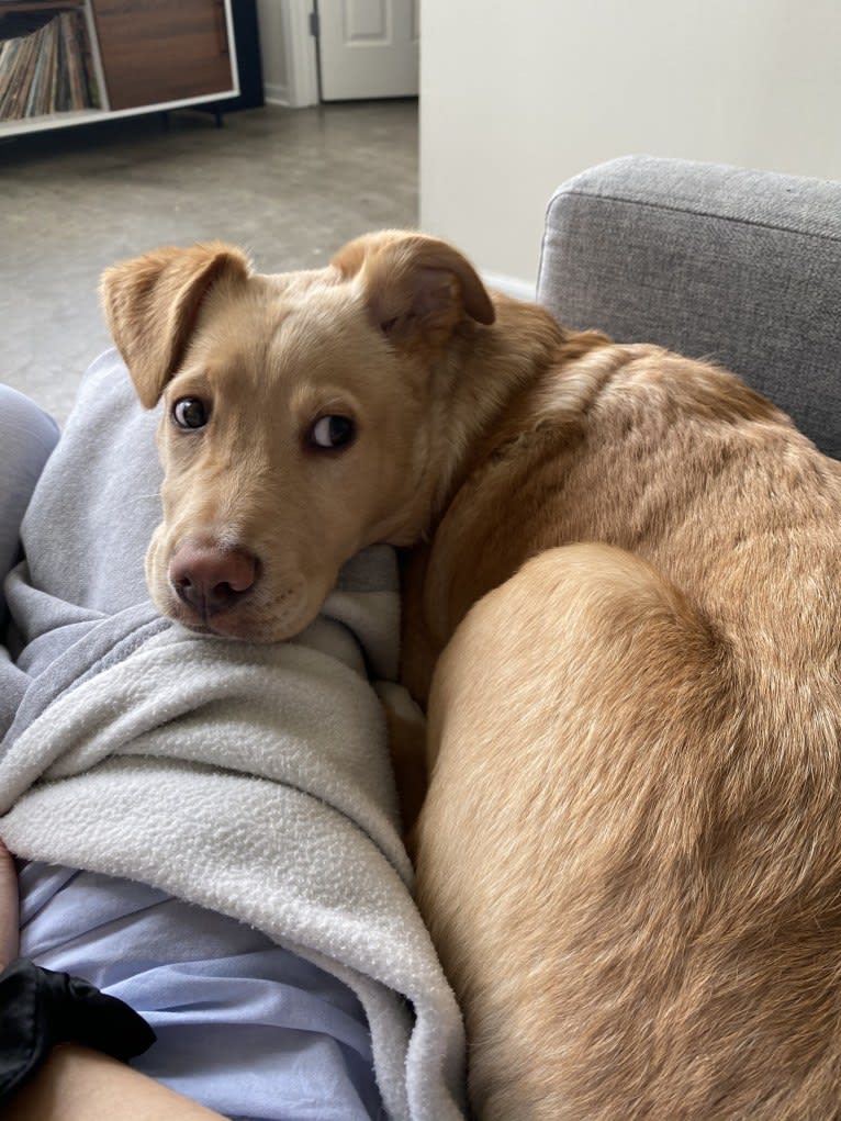 Hans, an American Pit Bull Terrier and Australian Cattle Dog mix tested with EmbarkVet.com