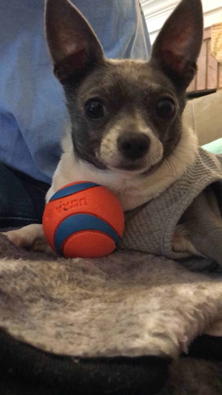 Yapa Roo, a Chihuahua and Rat Terrier mix tested with EmbarkVet.com