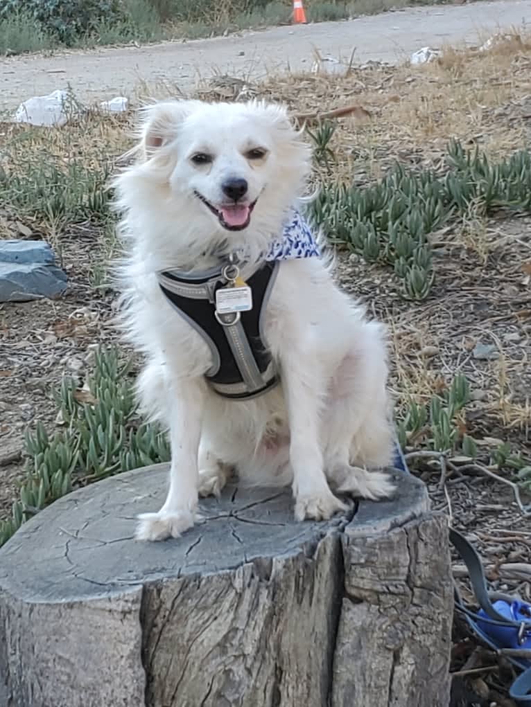 Serafin, a Chihuahua and Maltese mix tested with EmbarkVet.com