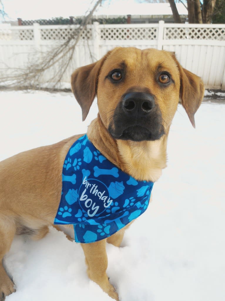 Cody, a Basset Hound and Australian Cattle Dog mix tested with EmbarkVet.com